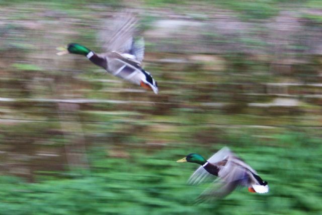 germani in volo